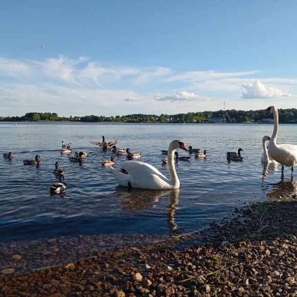 arifaaktar
